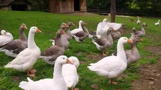 Gęś domowa (Anser cygnoides domesticus)