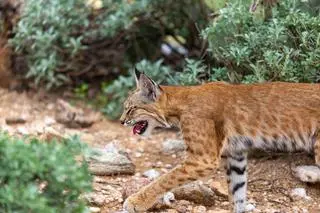 Ryś rudy (Lynx rufus) - zdjęcie poglądowe