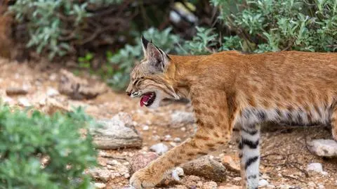 Ryś rudy (Lynx rufus)