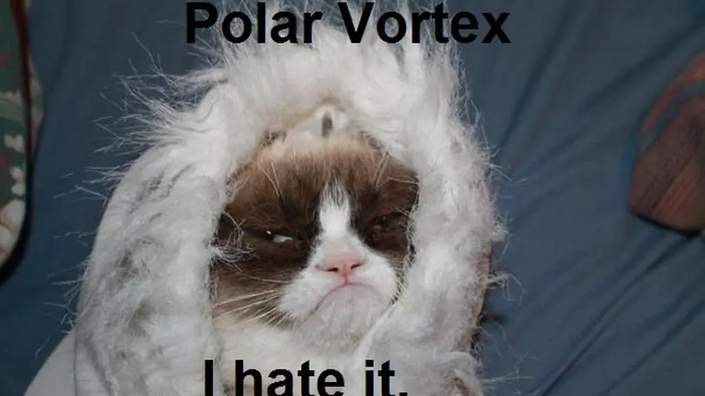 "Grumpy cat" nie znosi także wiru polarnego