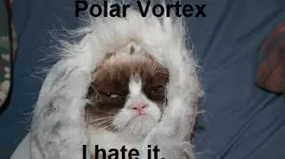 "Grumpy cat" nie znosi także wiru polarnego