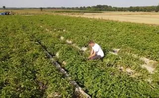 Za 30 lat ziemniaki najpierw staną się towarem luksusowym, a potem mogą całkiem zniknąć z naszej diety