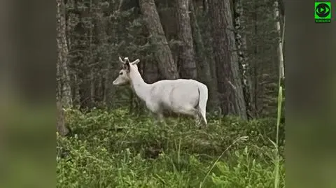Biały daniel na Półwyspie Helskim
