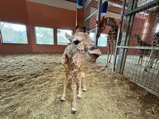 W zoo w Chorzowie urodziła się samica żyrafy