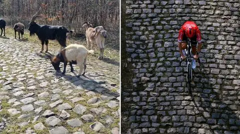 Trasa Paryż-Roubaix będzie czysta jak nigdy. Zadba o to specjalna ekipa