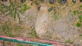 The children found the shell when playing outside