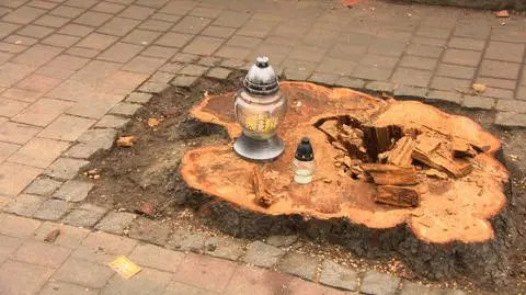 Wycięli trzy stuletnie kasztanowce w centrum Katowic