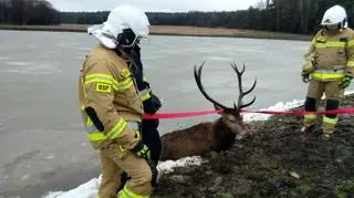 Strażacy uratowali jelenia, pod którym załamał się lód