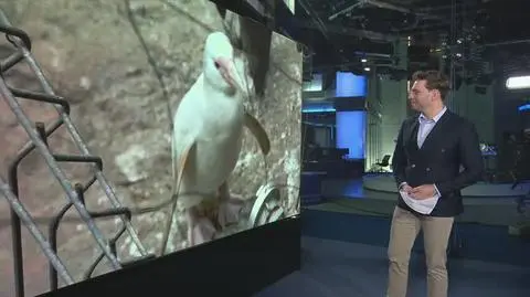 TVN24 Clean_20240420055900(2592)_aac