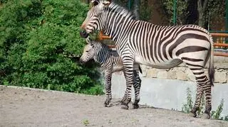 Mała zebra pod opieką matki 