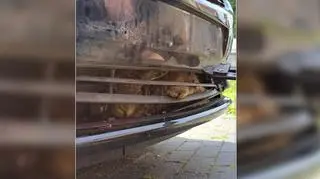 Zwierzę utknęło 700 kilometrów