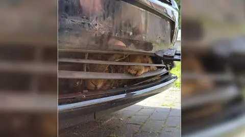 Zwierzę utknęło 700 kilometrów