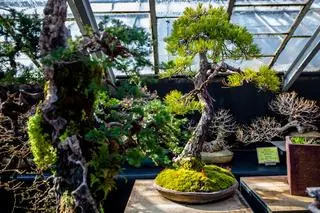 Drzewka bonsai w palmiarni