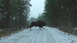 Żubr uciekał przed psami