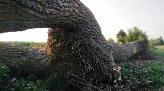 Na jednym z drzew znajdowało się gniazdo bociana