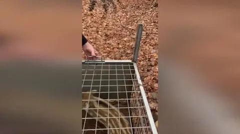wideo gosia