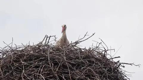 Bociany wyrzucają więcej młodych z gniazd