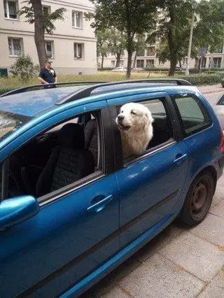 Pies w nagrzanym samochodzie. Interweniowała policja