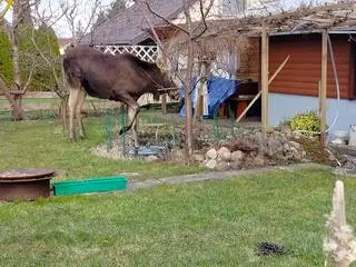 Skarżą się, że łoś łamie drzewka 