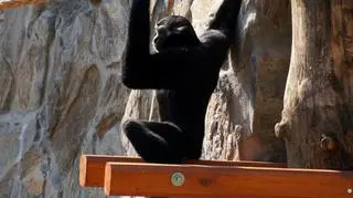 Gibony przyjechały do Wrocławia z Francji i Szwajcarii 