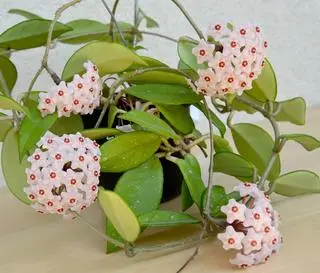 Hoja różowa