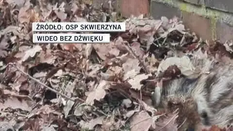 OSP Skwierzyna