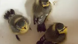 Sikorki