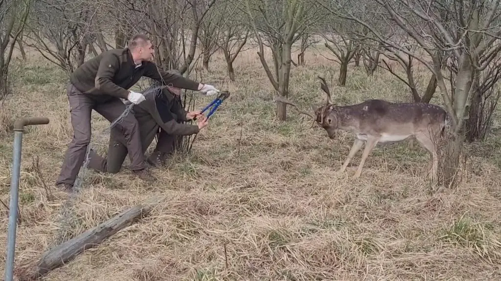 Foresters cutting the wire to release a fallow deer