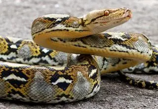 Martwy wąż w jedzeniu. Zachorowało ponad sto dzieci