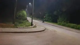 Niedźwiedź na ulicy w Jordanowie pod Krakowem