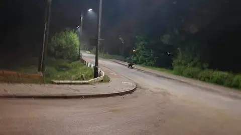 Niedźwiedź w Jordanowie. Władze apelują o ostrożność