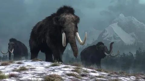 Mamut włochaty 
