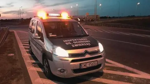 Dla zwierząt ta noc jest koszmarem. Sylwestrowy Patrol Animalsów wyjedzie na ulice 