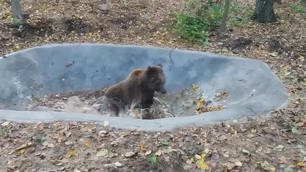 Baloo szaleje na nowym wybiegu