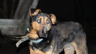 Pięcioletni Władek został odebrany właścicielowi 