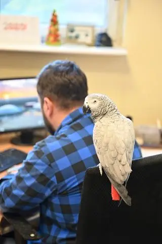 Pracownicy Grupowej Oczyszczalni Ścieków kupili papugę