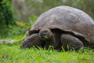 Żółw słoniowy (Chelonoidis niger) - zdj. przykładowe