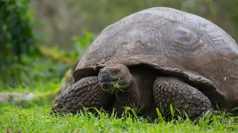 Żółw słoniowy (Chelonoidis niger) - zdj. przykładowe