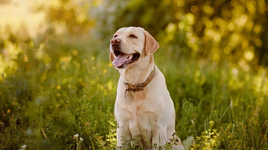 Labrador retriever