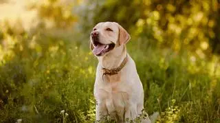 Labrador retriever