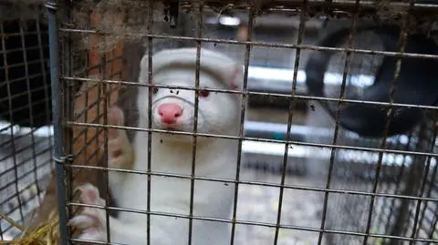 Fogiel: będą rekompensaty dla hodowców, którzy stracą przez ustawę o ochronie zwierząt