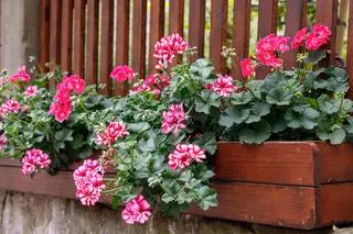 Pelargonie na balkonie