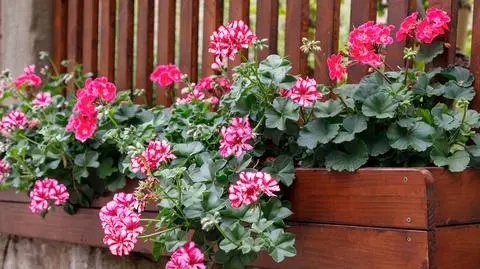 pelargonie na balkonie shutterstock_1938845146