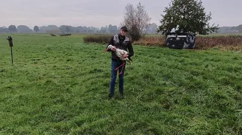 Bocian został złapany i trafił do ośrodka rehabilitacji pod Kutnem