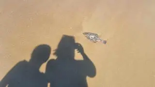 Martwe ryby na plaży w Jantarze