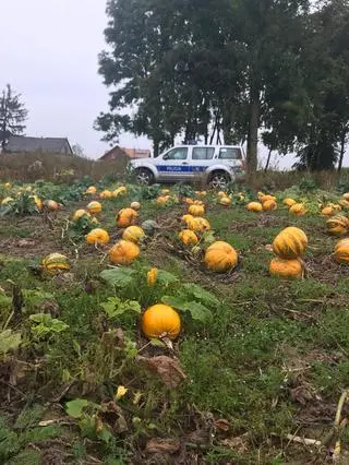 Zabrali z pola ponad 25 dyń 