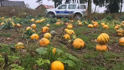 Zachciało im się zupy, dynie zebrali z cudzego pola. Wpadli, gdy pakowali je do bagażnika