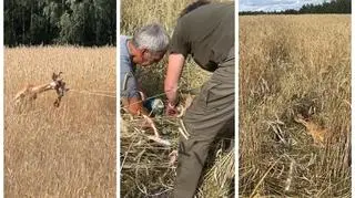 Młody daniel zaplątał się porożem w taśmę, udało się go uwolnić