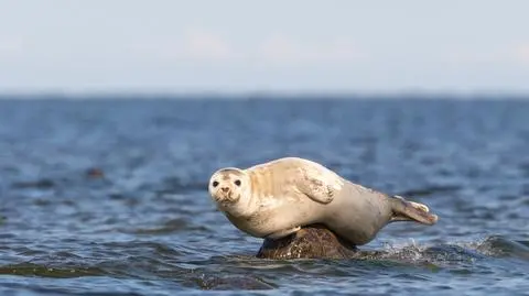 "Fokooporne" klatki do połowu ryb