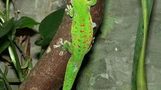 Gekon madagaskarski